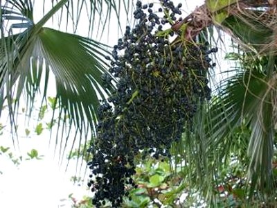 Acai Berry Acai Berry
