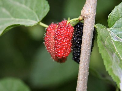 African Mulberry African Mulberry