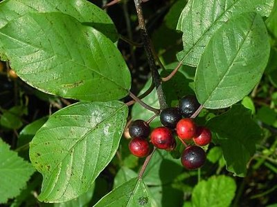 Glossy Buckthorn Glossy Buckthorn
