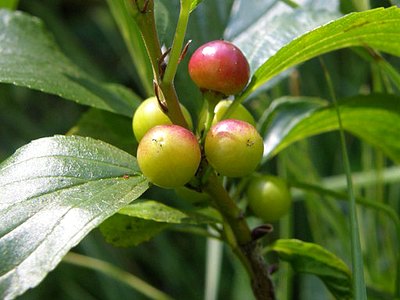 Alderleaf Buckthorn