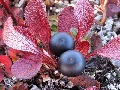 Black Bearberry