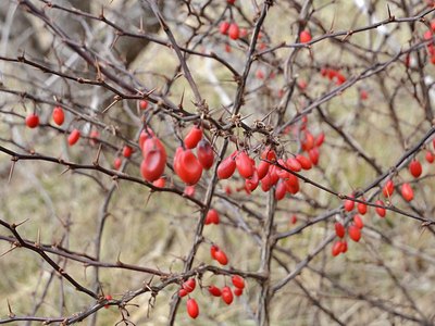 American Barberry American Barberry