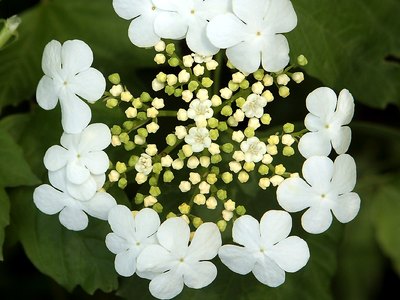 High Bush Cranberry High Bush Cranberry