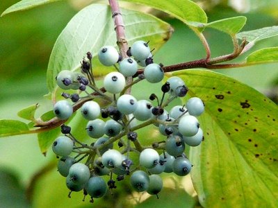 Dogwood Dogwood