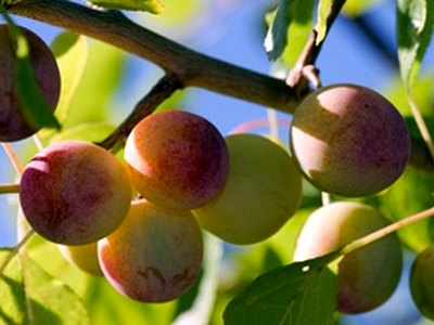 Plum Plum