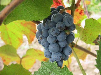 Amur Grape