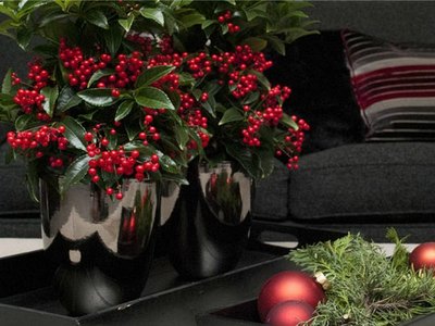 Ardisia Bospremium Ardisia Bospremium