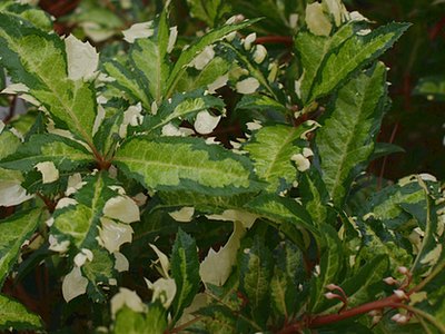 Ardisia Japonica Amanogawa