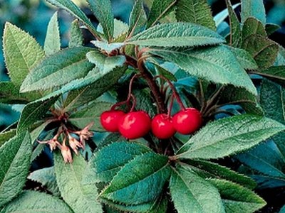 Ardisia Japonica Chirimen