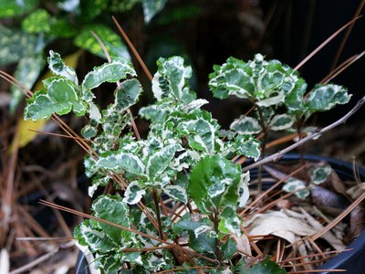 Ardisia Japonica Crinkle