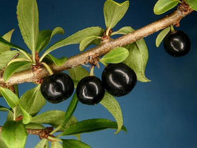 Persian Berry Persian Berry