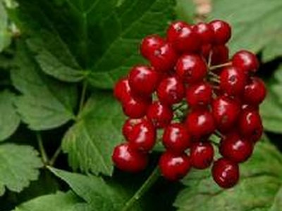 Red Baneberry Red Baneberry