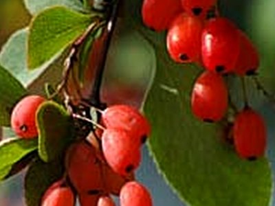 European Barberry European Barberry