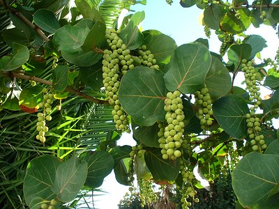 Baygrape Baygrape