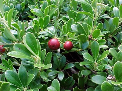 Common Bearberry