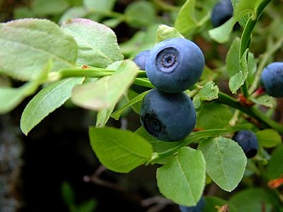 Cascade Bilberry