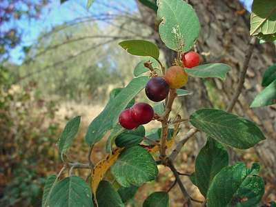 Birchleaf Buckthorn Birchleaf Buckthorn