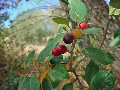 Beechleaf Buckthorn