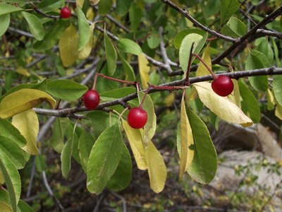 Bitter Cherry