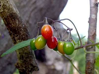 Climbing Nightshade