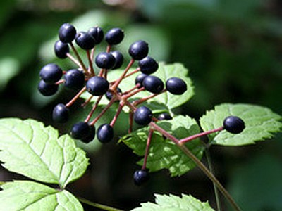 Black Baneberry Black Baneberry