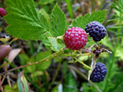 Wild Black Raspberry