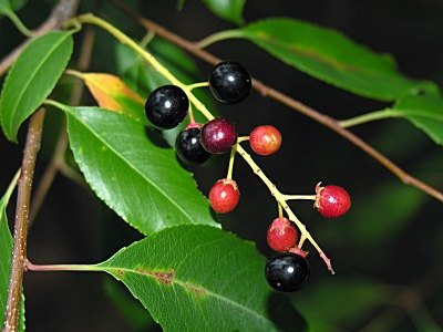 Wild Black Cherry