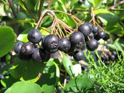 Black Chokeberry Black Chokeberry
