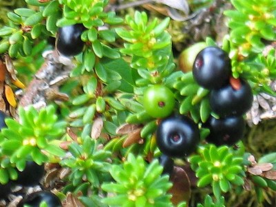 Black Crowberry Black Crowberry