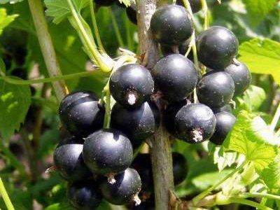 Wild Black Currant