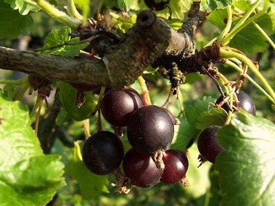 Black Gooseberry Black Gooseberry
