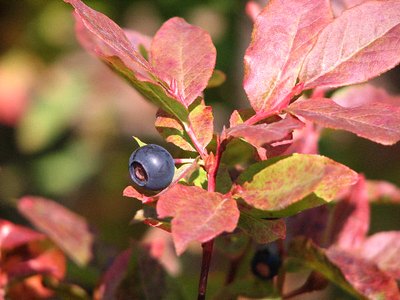 Black Huckleberry Black Huckleberry