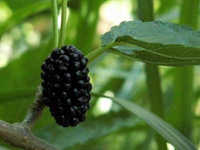 Black Mulberry Black Mulberry