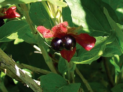 Twinberry Honeysuckle