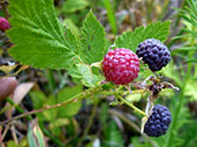 Whitebark Raspberry