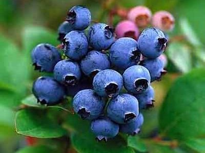 Blueberry