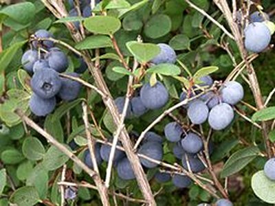 Bog Bilberry Bog Bilberry