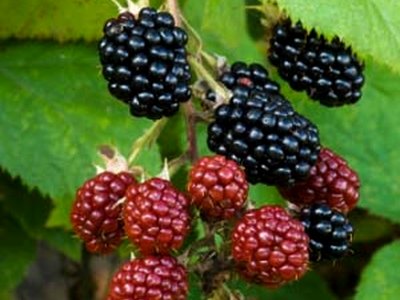 Boysenberry Boysenberry