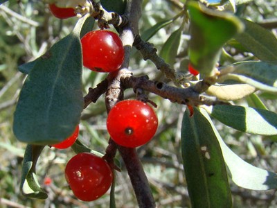 Round Leaf Buffaloberry