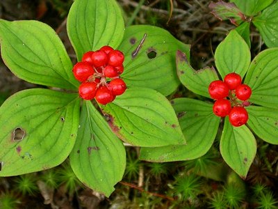 Bunchberry Dogwood