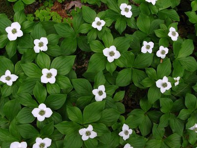 Bunchberry Bunchberry