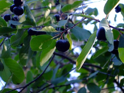Sierra Coffeeberry Sierra Coffeeberry