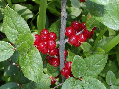 Canada Buffaloberry Canada Buffaloberry