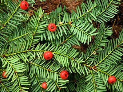 Canadian Yew Canadian Yew