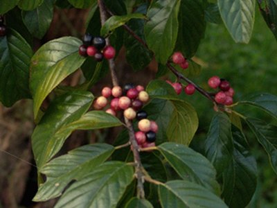 Carolina Buckthorn