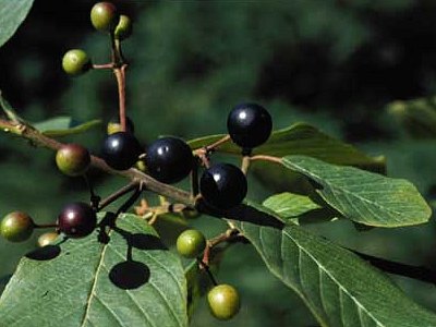 Image result for cascara berry