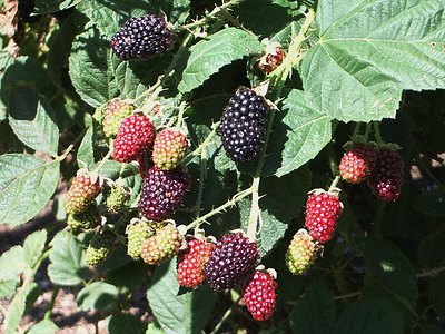 Chehalem Blackberry Chehalem Blackberry