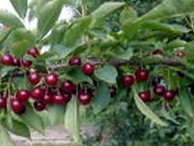 Balaton Cherry Balaton Cherry