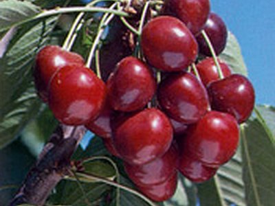 Bing Cherry Bing Cherry