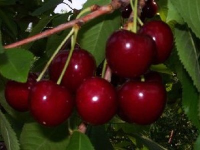 Ulster Cherry